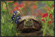 Western Box Turtle Among Lupine and Indian Paintbrush, North America, 24"x16"