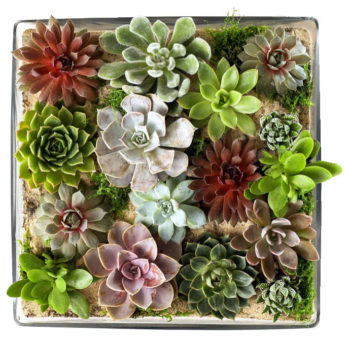 Large Glass Square Vase H:5" Open:14"x14" Square Centerpieces Wedding Vases , Pack of 1