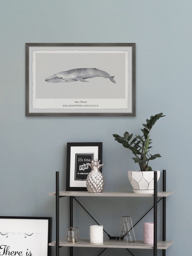 "Balaenoptera Musculus" Framed Painting Print, 18x12