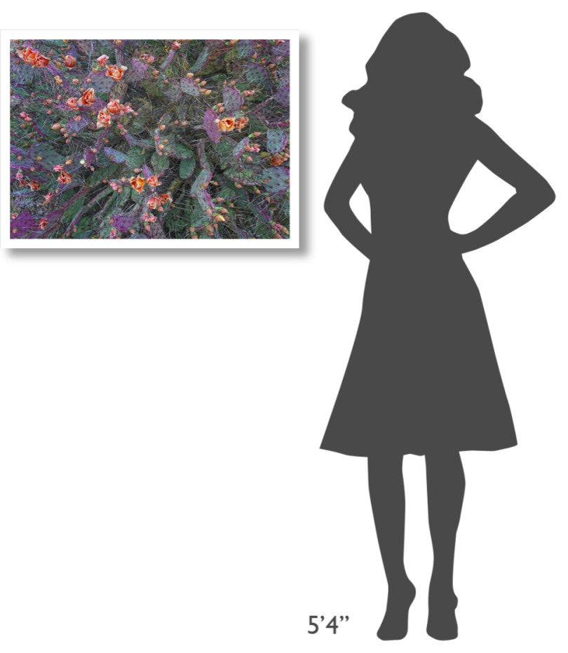 "Opuntia flowering, North America" Paper Print by Tim Fitzharris, 32"x23"