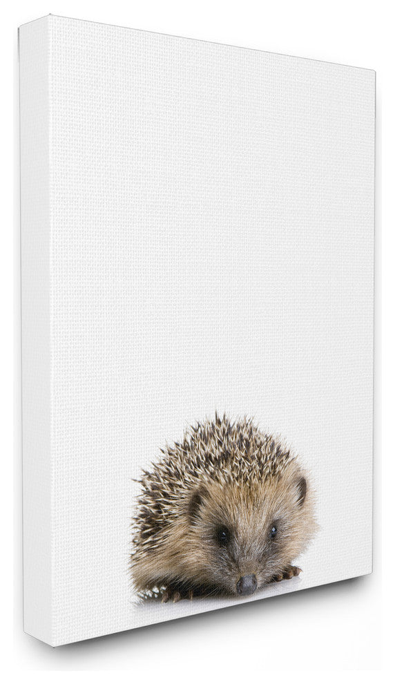 Baby Hedgehog Studio Photo, Canvas, 16"x20"