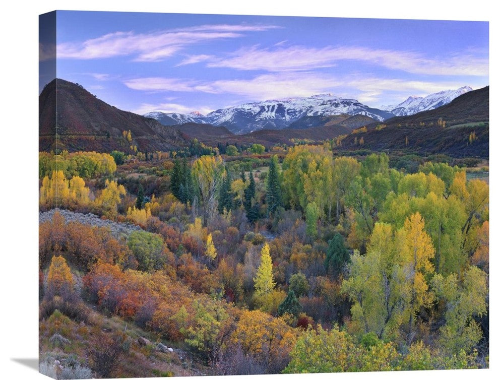 " Aspen Forest, Snowmass Mountain Near Quaking Aspen, Colorado" Artwork
