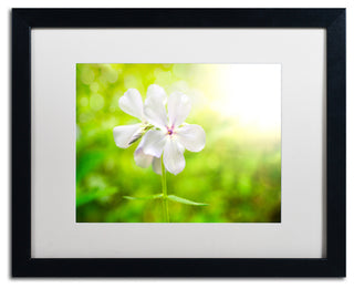 PIPA Fine Art 'Beauty of the Forest Floor' Matted Framed Art, 20x16