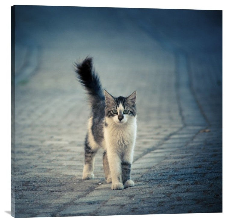 "Little One" Stretched Canvas Giclee by Dejan Ilijic, 30x30"