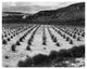 "Rows of corn, cliff, Corn Field Farm, Tuba City, Rain, 1941" Paper Art, 18"x15"