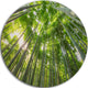 Peaks Of Bamboo In Kyoto Forest, Forest Disc Metal Wall Art, 11"