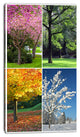 Four Seasons Trees Collage, Landscape Canvas Art Print, 16"x32"