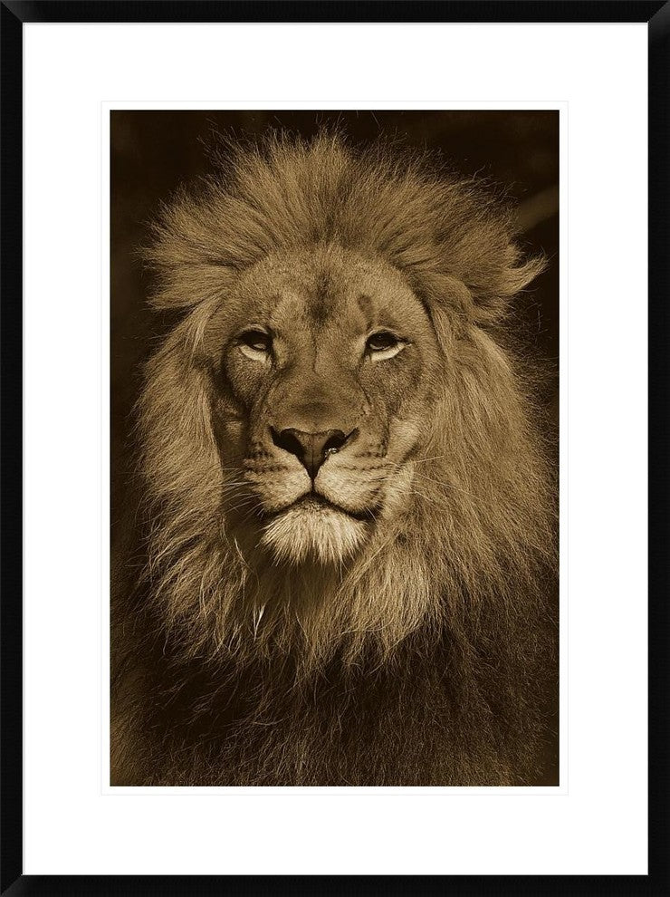 "African Lion male portrait, native to Africa - Sepia"  by San Diego Zoo, 24x32"