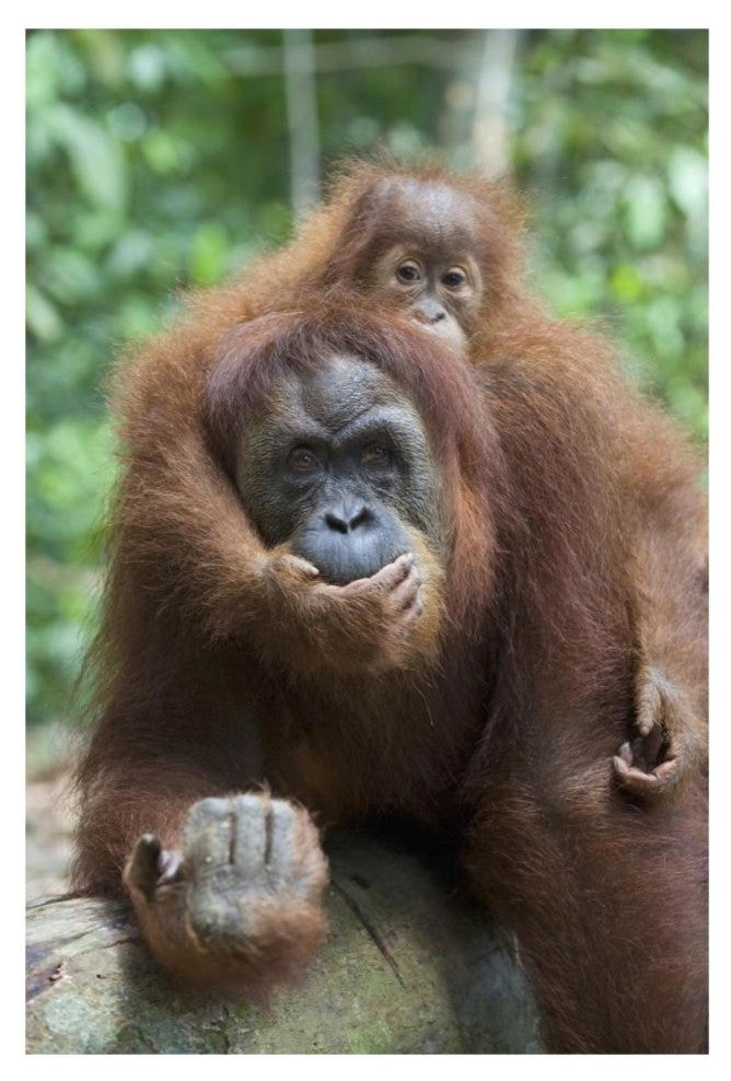 "Sumatran Orangutan mother and playful baby, north Sumatra" Paper Art, 22"x32"