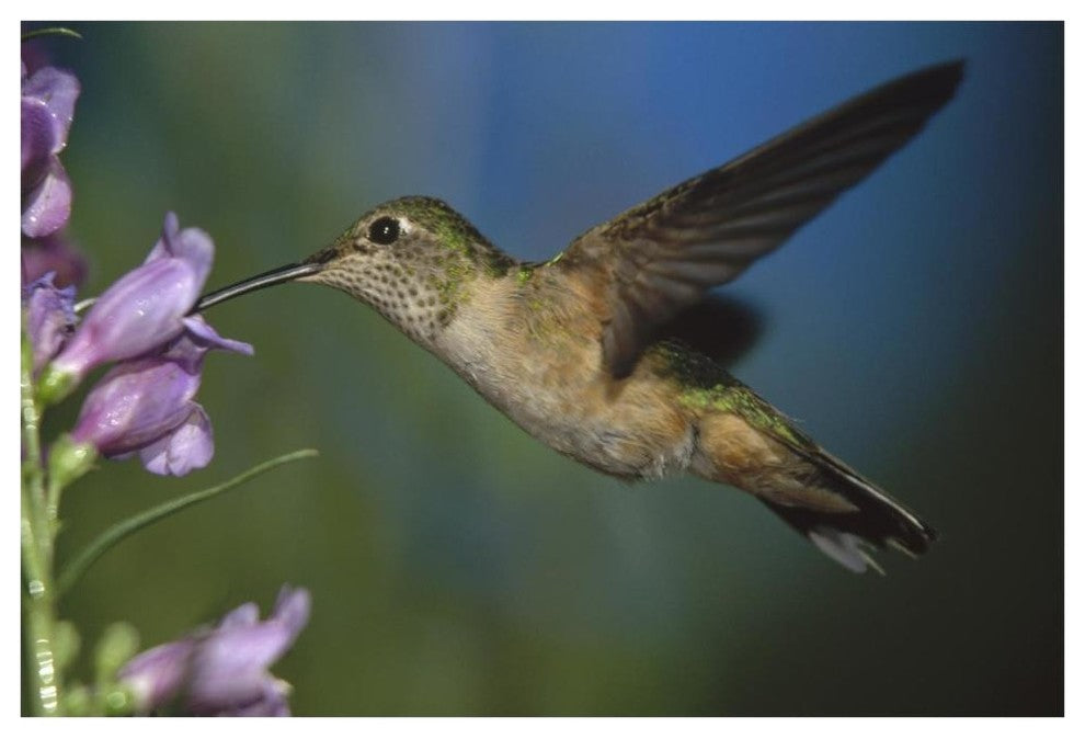 "Broad-tailed Hummingbird feeding on nectar" Paper Art, 62"x42"