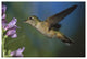 "Broad-tailed Hummingbird feeding on nectar" Paper Art, 62"x42"