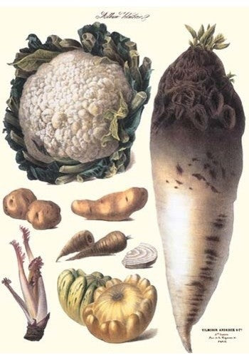Vegetables: Califlower, Gourds, Potato, Onion,- Fine Art Giclee Print 24" x 36"
