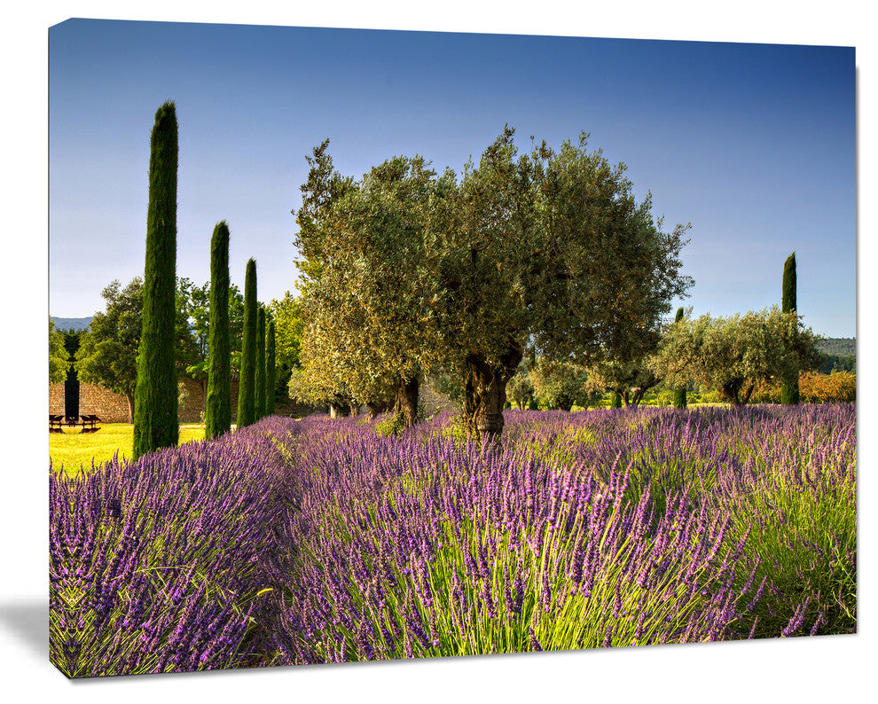 Beautiful Lavender and Olive Trees, Large Flower Canvas Wall Art, 60"x28"