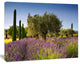Beautiful Lavender and Olive Trees, Large Flower Canvas Wall Art, 60"x28"