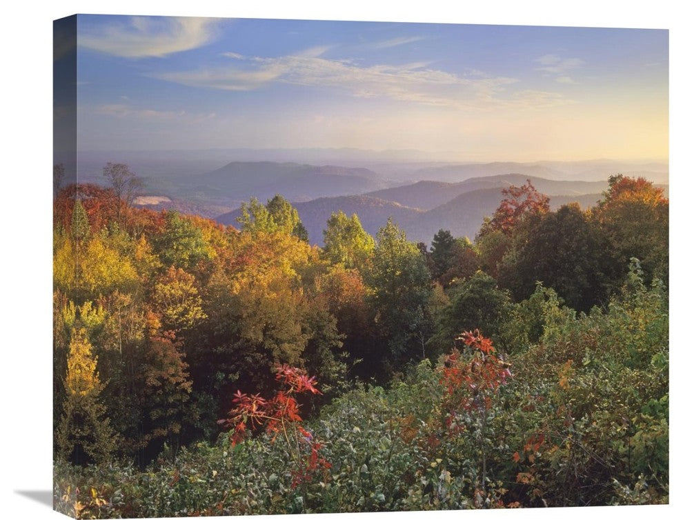"Deciduous Forest, Blue Ridge Mountains, North Carolina" Artwork