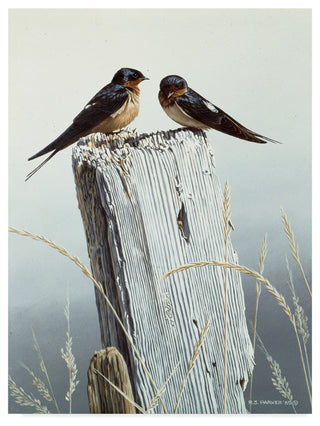Ron Parker 'Barn Swallows On Fence Post' Canvas Art, 19"x14"