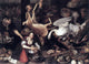 The Younger Adriaen Van  Nieulandt Kitchen Scene Gallery Wrapped Canvas Print