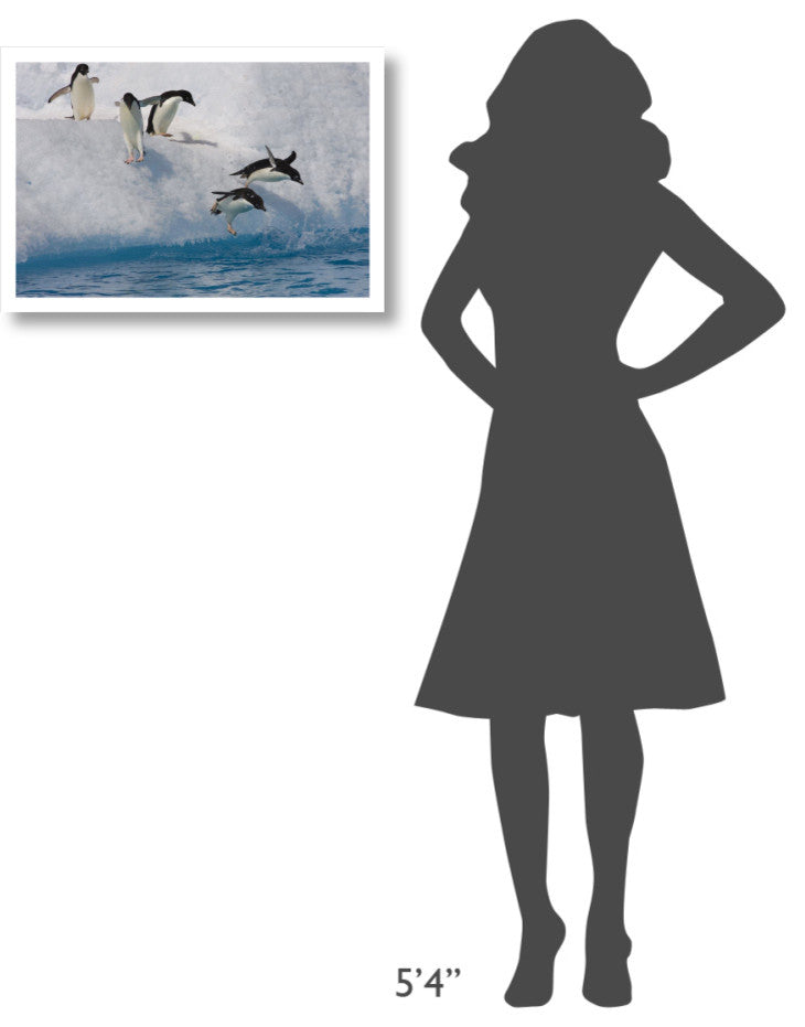 "Adelie Penguins jumping/diving off iceberg, Paulet Island" Paper Art, 26"x18"
