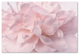 Cora Niele 'Pink Peony Petals II' Canvas Art