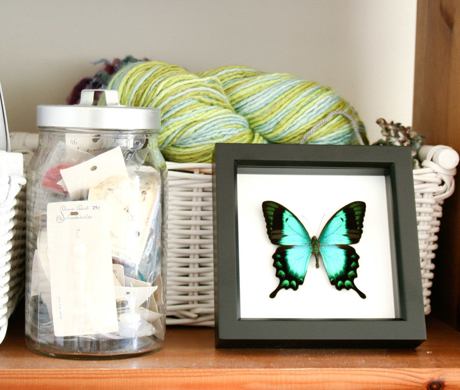 Sea Green Framed Swallowtail Butterfly Display