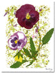 ''Plum Pansy'' Canvas Art by Kathie McCurdy