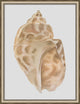 Watercolor Sea Shells 5, Giclee Reproduction Artwork