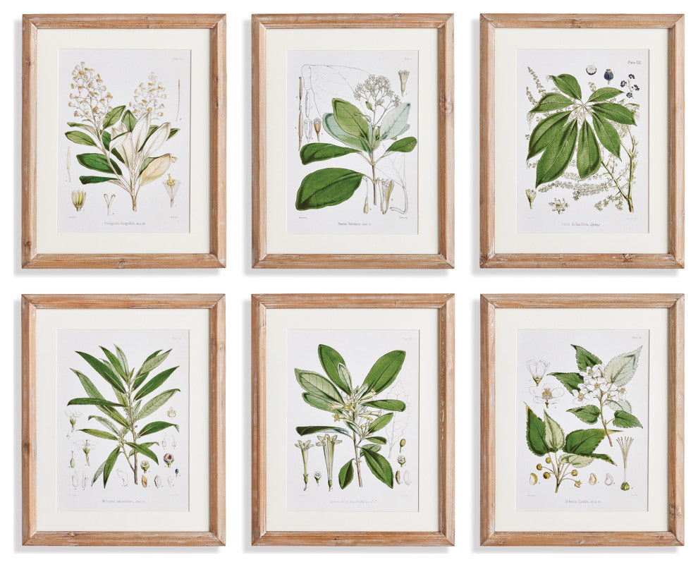 Classic Flower And Leaf Study Gallery, Set of 6