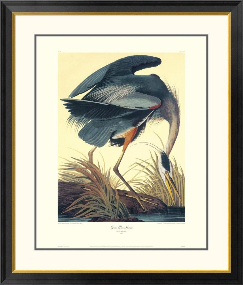 "Great Blue Heron (decorative border)"  by John James Audubon, 34x40"