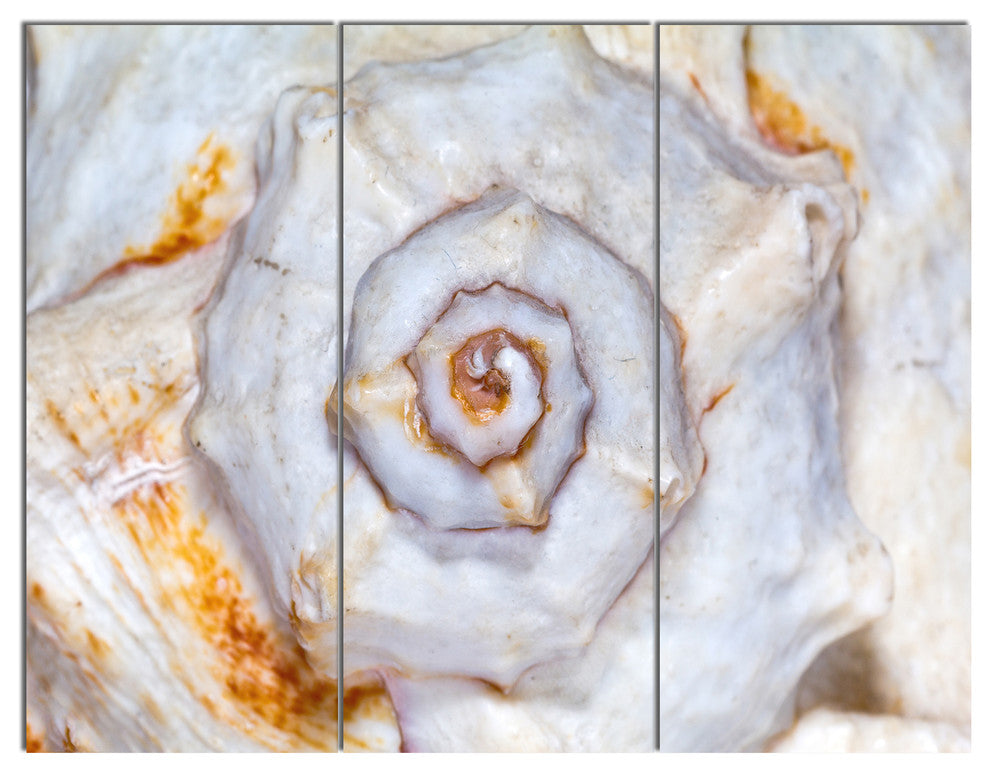 Great Skeleton of Sea Shell, Oversized Animal Wall Art, 36x28, 3 Panels