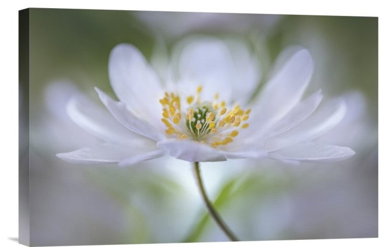 "Nemorosa Nirvana" Stretched Canvas Giclee by Mandy Disher, 18x12"