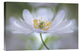 "Nemorosa Nirvana" Stretched Canvas Giclee by Mandy Disher, 18x12"