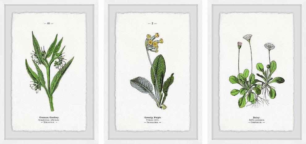 "Pulsatilla Flowers Triptych" Framed Prints, 12"x18", 3-Piece Set