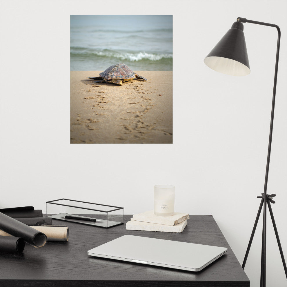 Baby Loggerhead Sea Turtle Beach Ocean Photograph Loose Wall Art Print, 16" X 20"