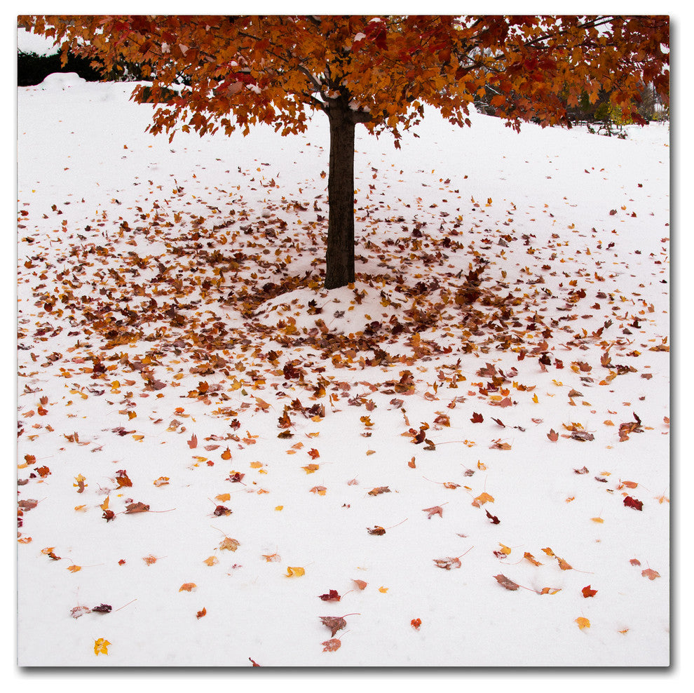 ''Maple Leaves in the Snow'' Canvas Art by Kurt Shaffer