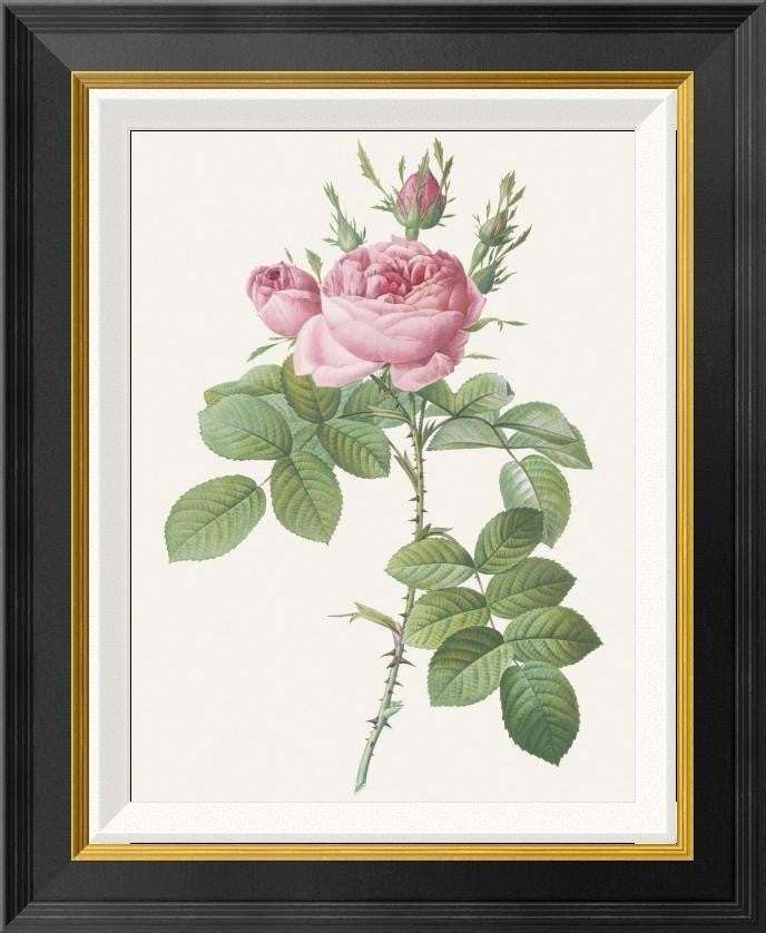 "Rosa Bifera Officinalis" Framed Canvas Giclee by Pierre Redoute, 18"x22"