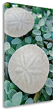 22" Two Sandollars and Colorful Seaglass Giclee Wrap Canvas Wall Art