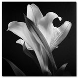 'Lily' Canvas Art by Michael Harrison