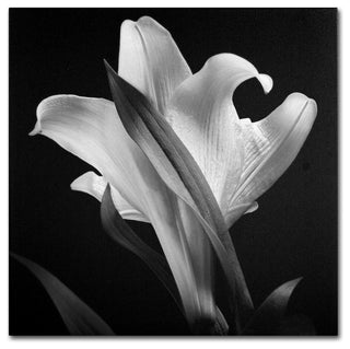 'Lily' Canvas Art by Michael Harrison