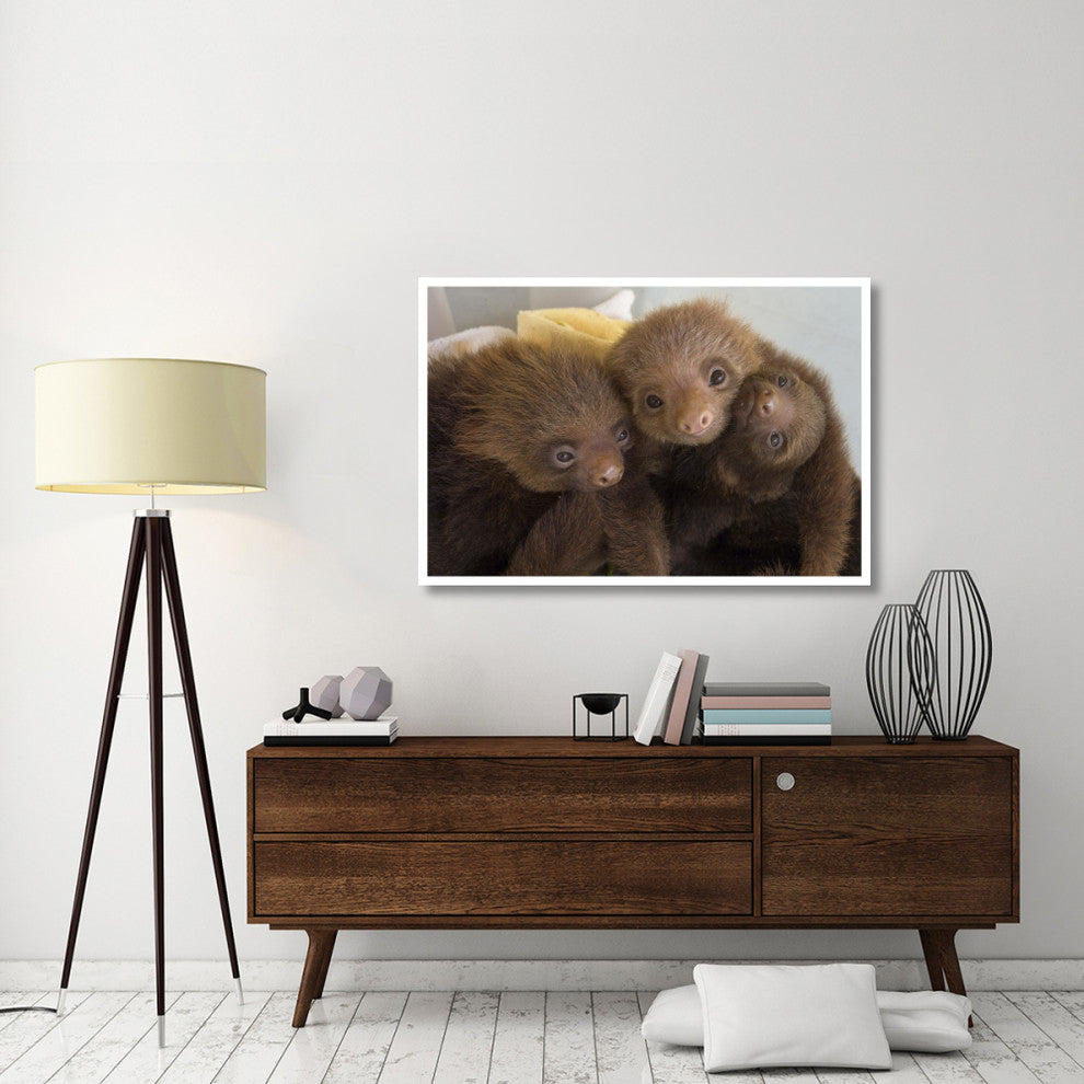 "Hoffmann's 2-toed Sloth babies, Aviarios Sloth Sanctuary" Paper Art, 50"x34"