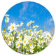 White Daisies Under Bright Blue Sky, Floral Round Wall Art, 11"