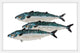 "Atlantic Mackerel" Framed Painting Print, 18"x12"