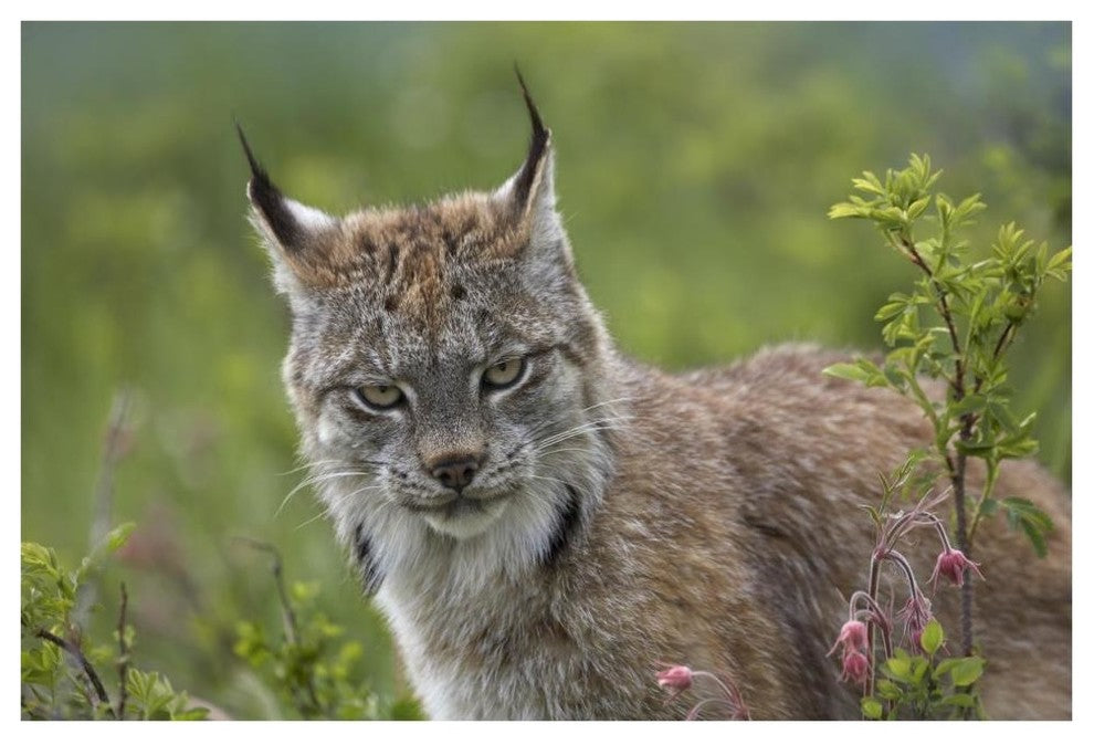 "Canada Lynx portrait, North America" Print by Tim Fitzharris, 62"x42"