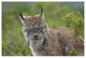 "Canada Lynx portrait, North America" Print by Tim Fitzharris, 62"x42"