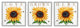 Love Grows Here Phrase Yellow Sunflowers Honey Bees,3pc, each 12 x 12