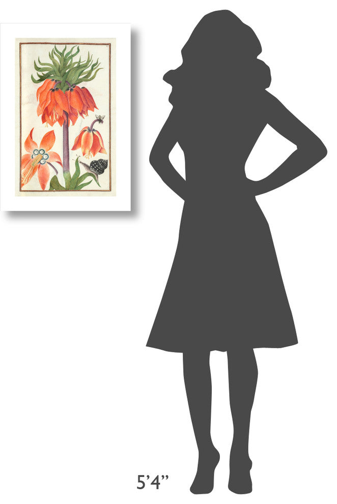 "Orange Fritillaria imperialis (crown imperial), 1600s" Paper Art, 16"x24"