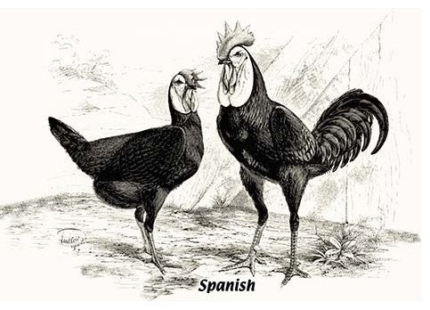 Spanish (Chickens)- Framed Paper Poster 20" x 30"
