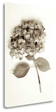 "Garden Bloom - 2" By Alan Blaustein, Giclee Print on Gallery Wrap Canvas