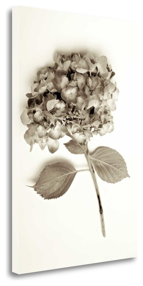 "Garden Bloom - 2" By Alan Blaustein, Giclee Print on Gallery Wrap Canvas