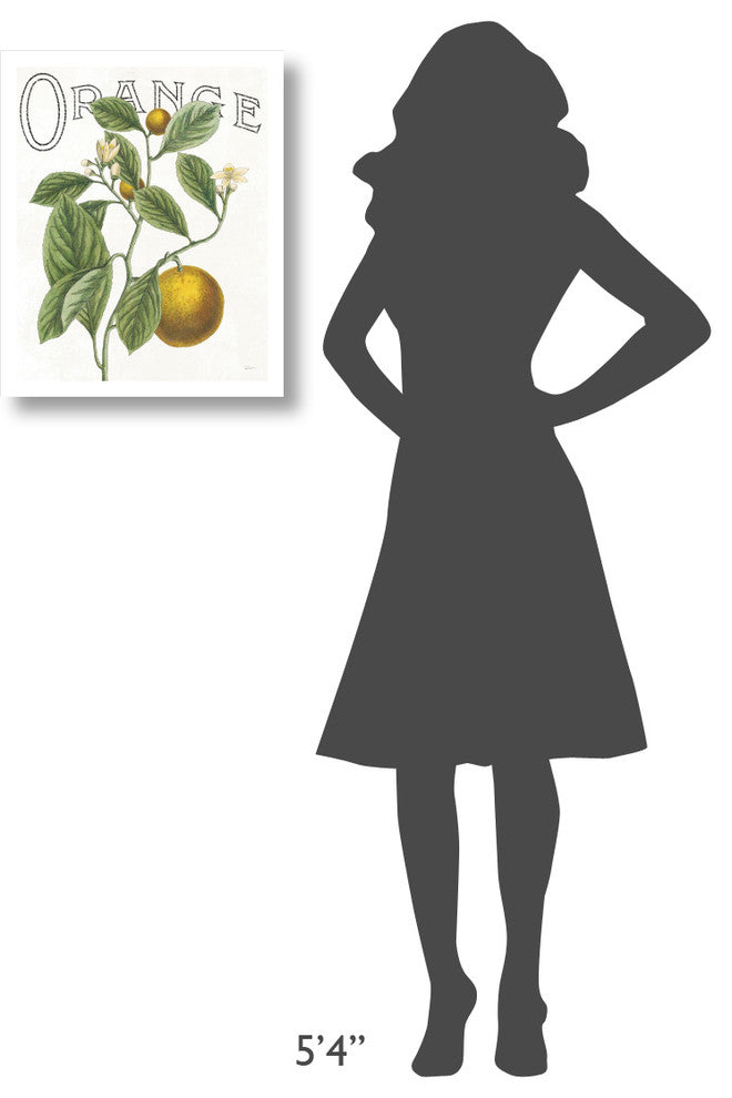 "Classic Citrus VI" Digital Paper Print by Sue Schlabach, 18"x22"