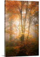 "Alone in the Fog" Wrapped Canvas Art Print, 16"x24"x1.5"